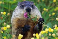 groundhog - woodchuck - whistlepig