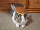 a rabbit with a pancake on its head.